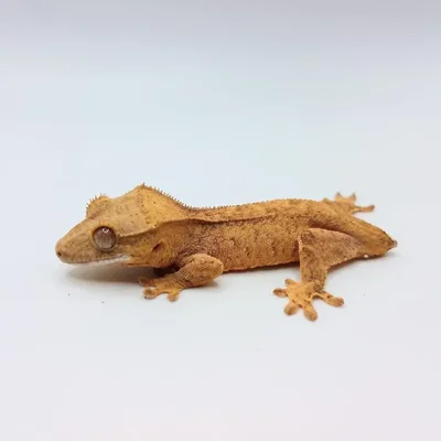 Unknown Crested Gecko Reptile for Sale in Lee's Summit, MO
