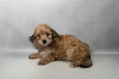 Female Yochon puppy named Ginger for sale at Summit Zoo.