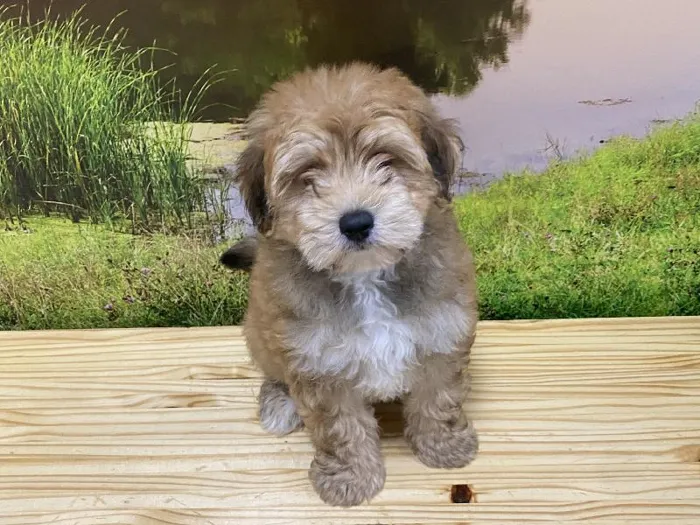Male Yochon Puppy for Sale in Lee's Summit, MO