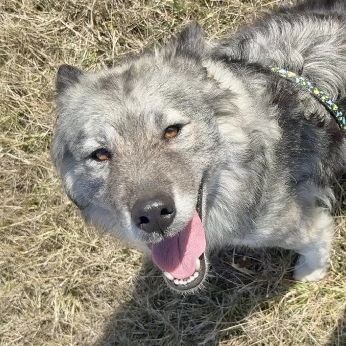 Female Siberian Husky (Adoption) Adoption Dog for Sale in Lee's Summit, MO