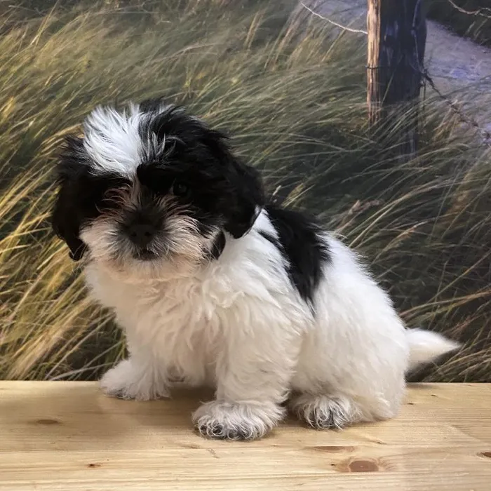 Female Shih Tzu Puppy for Sale in Lee's Summit, MO