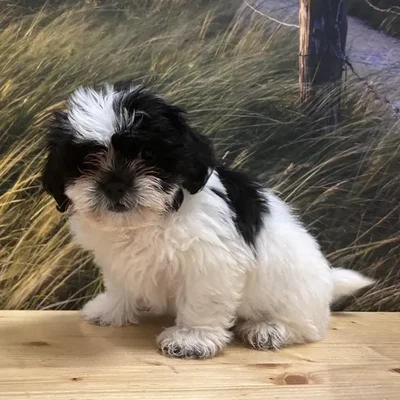 Female Shih Tzu Puppy for Sale in Lee's Summit, MO