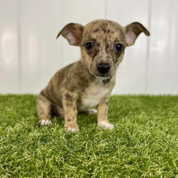 Male Chihuahua puppy named Wile E. for sale at Summit Zoo.