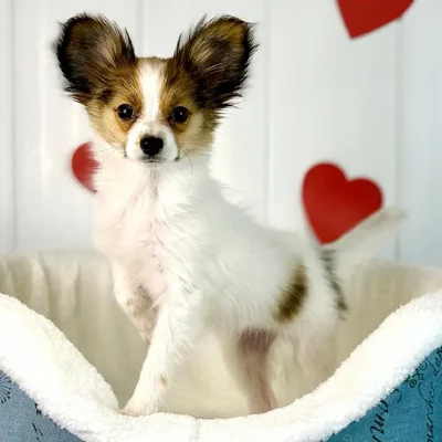 Female Papillon Puppy for Sale in Lee's Summit, MO