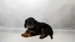 car_main_img_/media/ap_media/pets/RBGODDPPFIIC35138.webp.250x250_q85.webp