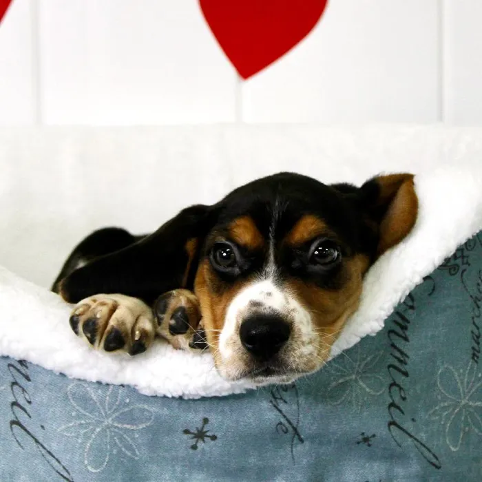 Male Beagle Puppy for Sale in Lee's Summit, MO