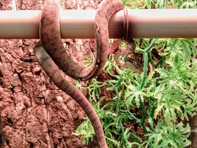 Unknown Amazon Tree Boa (Baby) Reptile for Sale in Lee's Summit, MO