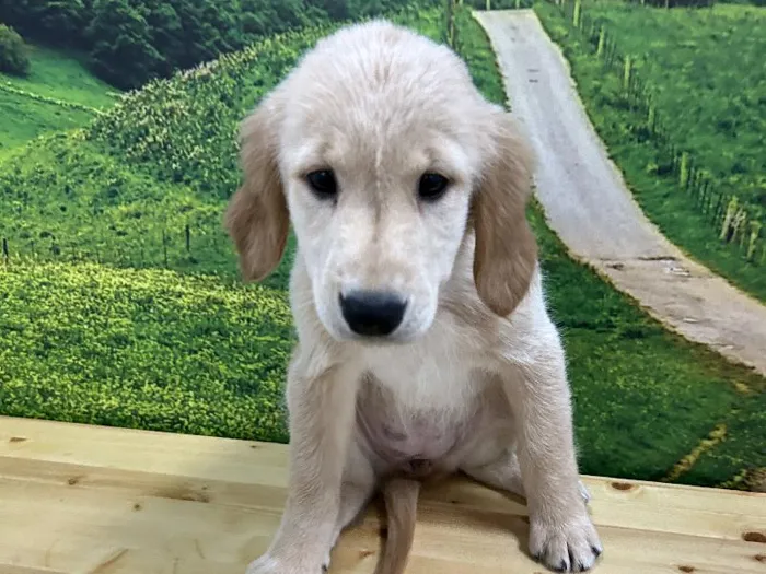 Female Golden Retriever Puppy for Sale in Lee's Summit, MO