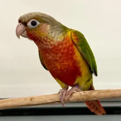 Unknown Pineapple Conure bird for sale at Summit Zoo.
