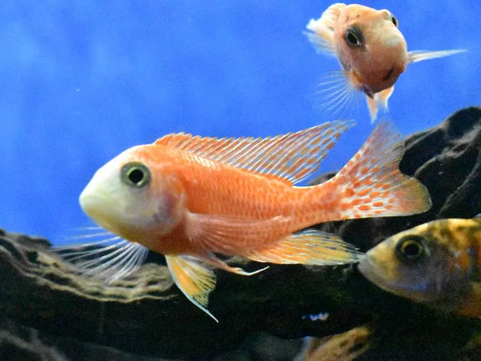Unknown African Cichlid Freshwater Fish for Sale in Lee's Summit, MO