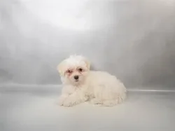 car_main_img_/media/ap_media/pets/RIAYBZHGPUKP34482.webp.250x250_q85.webp