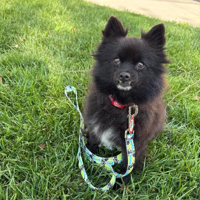 Female Pomeranian (Adoption) adoption dog named Avocado for sale at Summit Zoo.