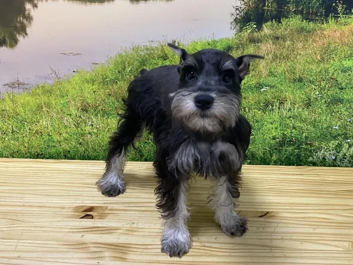 Female Mini Schnauzer Puppy for Sale in Lee's Summit, MO