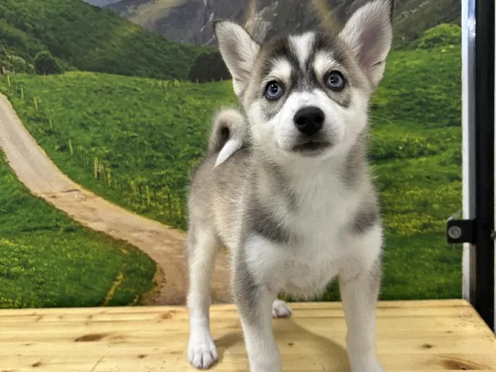 Male Pomsky Puppy for Sale in Lee's Summit, MO