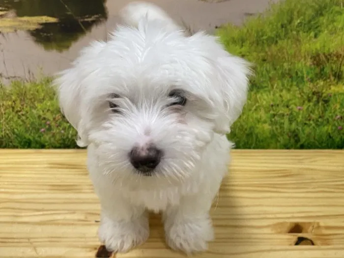 Male Coton De Tulear Puppy for Sale in Lee's Summit, MO