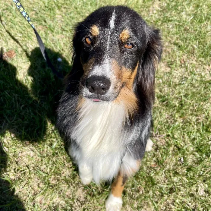 Female Australian Shepard (Adoption) Adoption Dog for Sale in Lee's Summit, MO