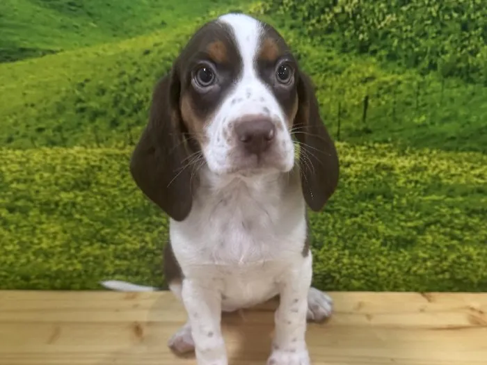 Female Beagle Puppy for Sale in Lee's Summit, MO
