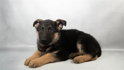 Female German Shepherd puppy named South for sale at Summit Zoo.