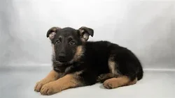 Female German Shepherd puppy named South for sale at Summit Zoo.