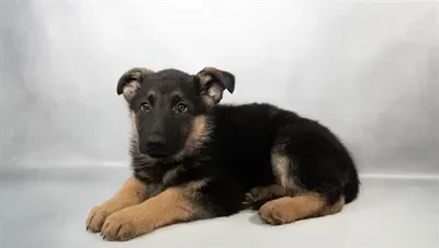Female German Shepherd puppy named South for sale at Summit Zoo.