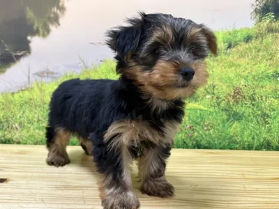 Male Yorkie Puppy for Sale in Lee's Summit, MO