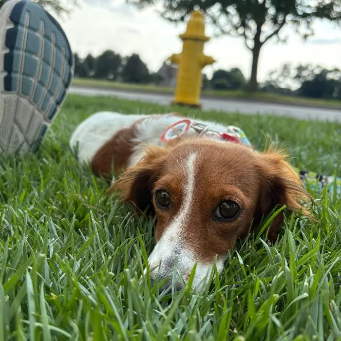 Female Dachshund (Adoption) adoption dog named Peppermint Patty for sale at Summit Zoo.