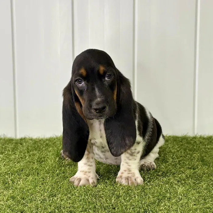 Female Basset Hound Puppy for Sale in Lee's Summit, MO
