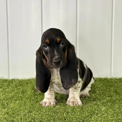 Female Basset Hound Puppy for Sale in Lee's Summit, MO