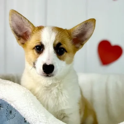 Male Pembroke Welsh Corgi Puppy for Sale in Lee's Summit, MO