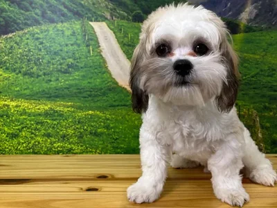 Male Lhasa Apso Puppy for Sale in Lee's Summit, MO