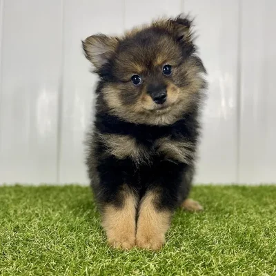 Female Pomeranian Puppy for Sale in Lee's Summit, MO