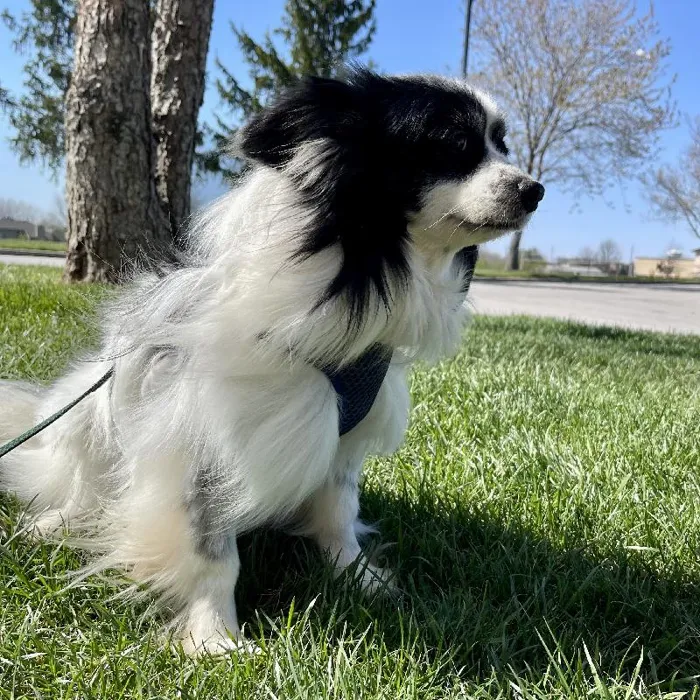 Male Papillon Adoption Adoption Dog for Sale in Lee's Summit, MO