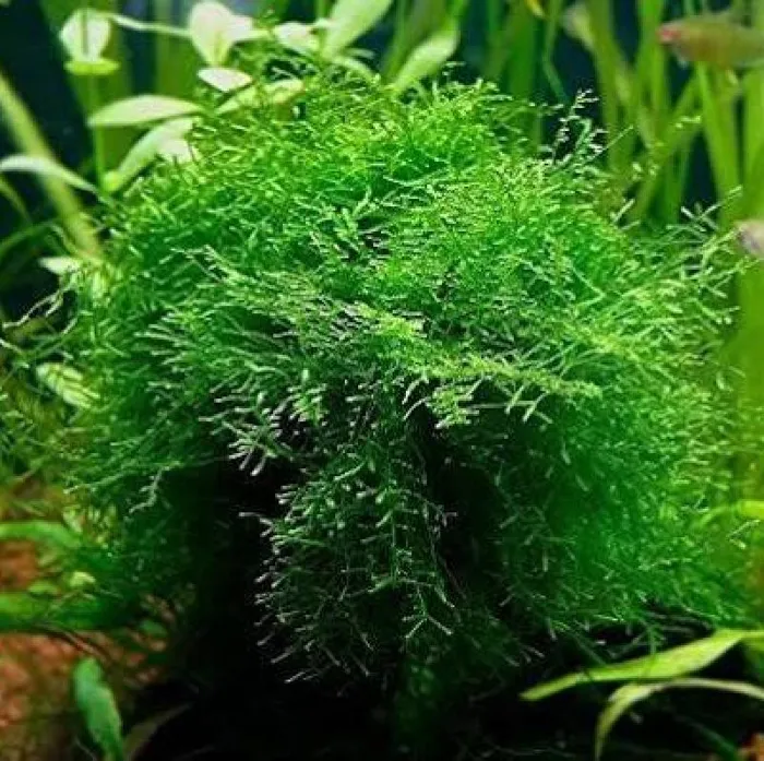 Unknown Moss freshwater plant for sale at Summit Zoo.