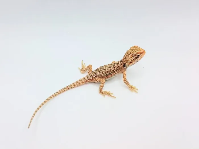 Unknown Hypo Dunner Bearded Dragon Reptile for Sale in Lee's Summit, MO
