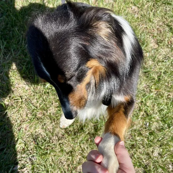 Female Australian Shepard (Adoption) Adoption Dog for Sale in Lee's Summit, MO