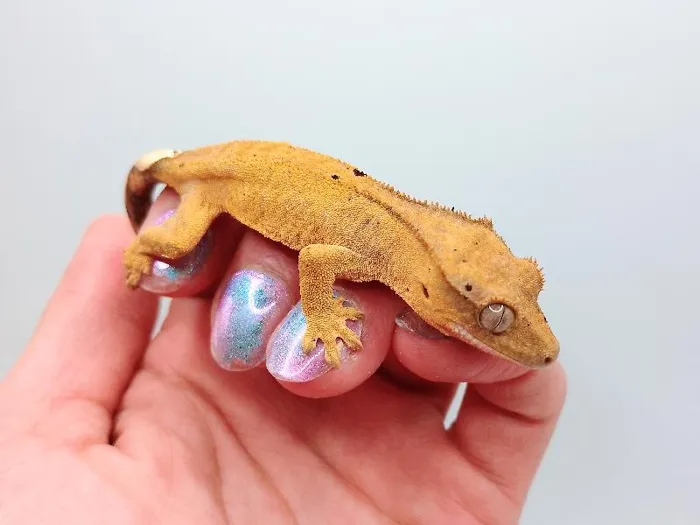 Unknown Dalmation Crested Gecko Reptile for Sale in Lee's Summit, MO