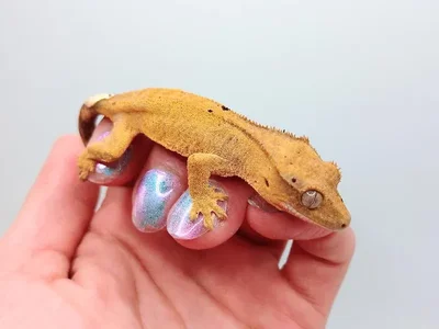 Unknown Dalmation Crested Gecko Reptile for Sale in Lee's Summit, MO