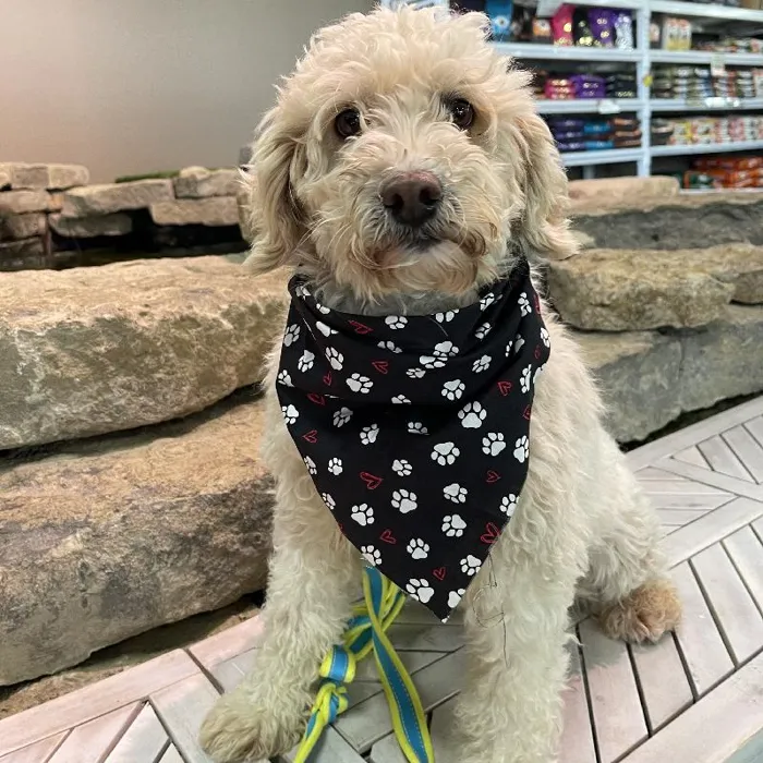 Female Goldendoodle Mini (Adoption) Adoption Dog for Sale in Lee's Summit, MO