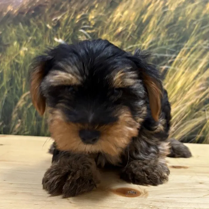 Male Yorkie Puppy for Sale in Lee's Summit, MO