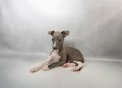 Male Italian Greyhound puppy for sale at Summit Zoo.