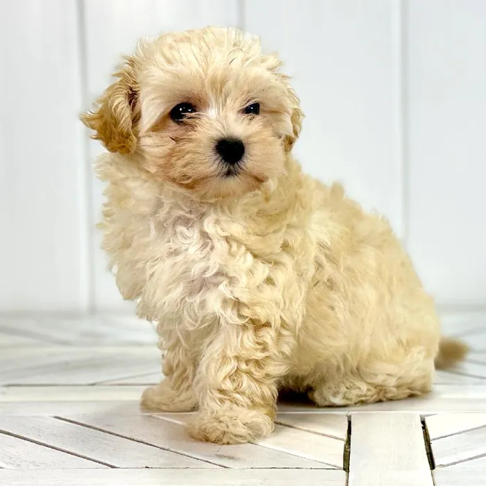 Female Maltipoo puppy named Pretzel for sale at Summit Zoo.