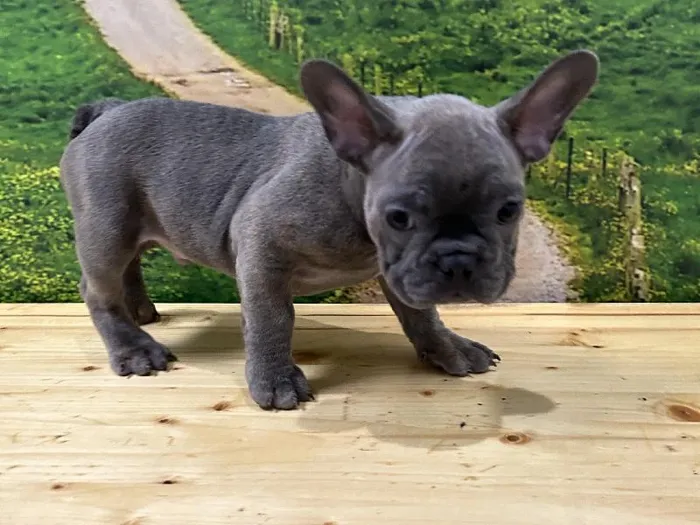 Male French Bulldog Puppy for Sale in Lee's Summit, MO