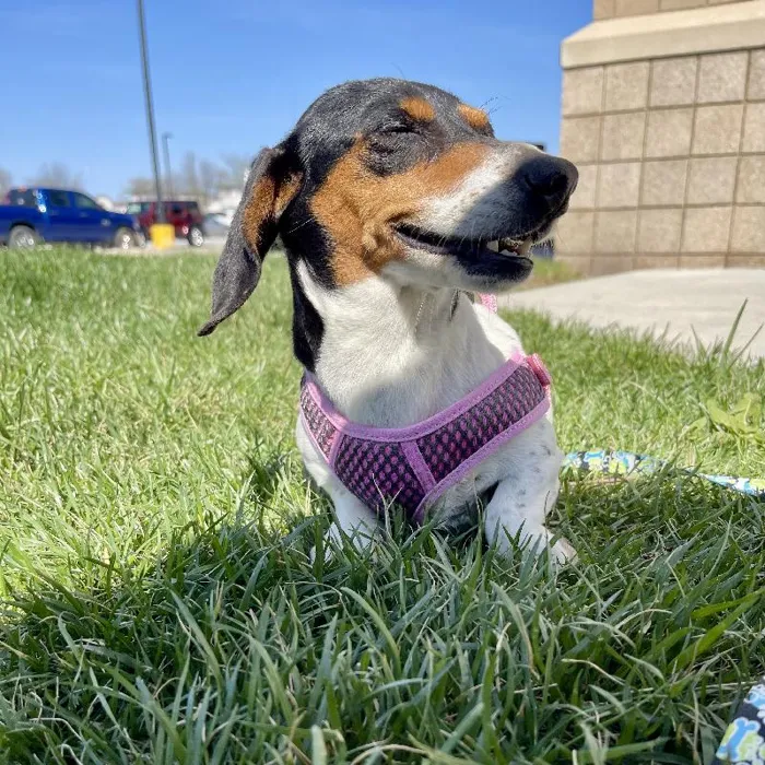 Female Dachshund (Adoption) Adoption Dog for Sale in Lee's Summit, MO