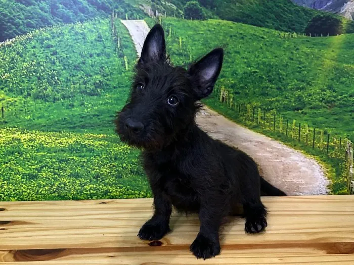 Female Scottish Terrier Puppy for Sale in Lee's Summit, MO