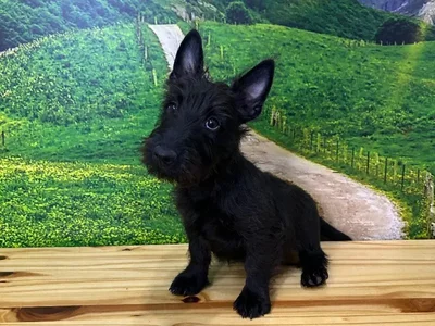 Female Scottish Terrier Puppy for Sale in Lee's Summit, MO