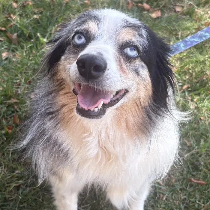 Female Mini Australian Shepherd (Adoption) adoption dog named Roxy for sale at Summit Zoo.