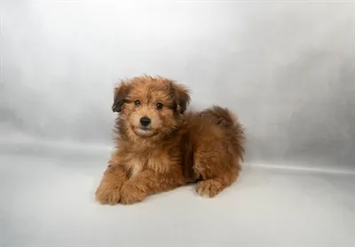 Male Pom-A-Poo puppy named Oakley for sale at Summit Zoo.