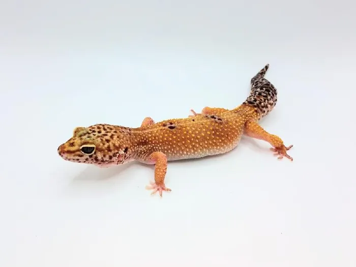 Female High Yellow Leopard Gecko Reptile for Sale in Lee's Summit, MO