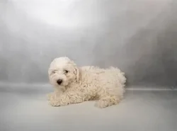 car_main_img_/media/ap_media/pets/SWGTADBGWNLS34962.webp.250x250_q85.webp