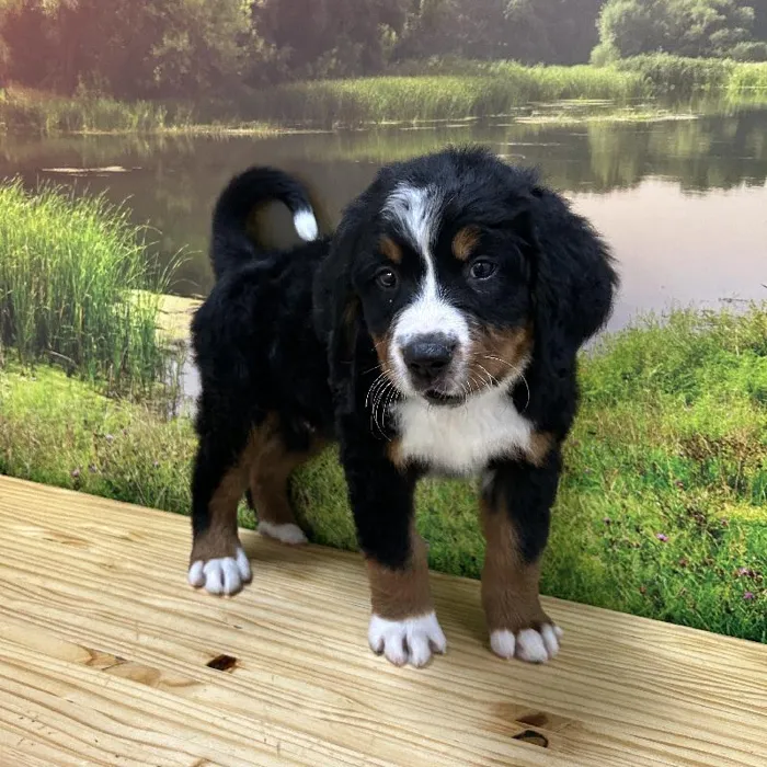 Male Bernese Mountain Dog Puppy for Sale in Lee's Summit, MO